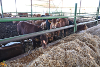 نظراً للاقبال المتزايد - تمديد الاشتراك بمشروع الأضاحي حتى صلاة ظهر هذا اليوم